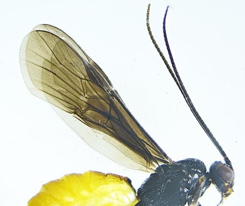 Réf. 310 346 : Bracon sp.